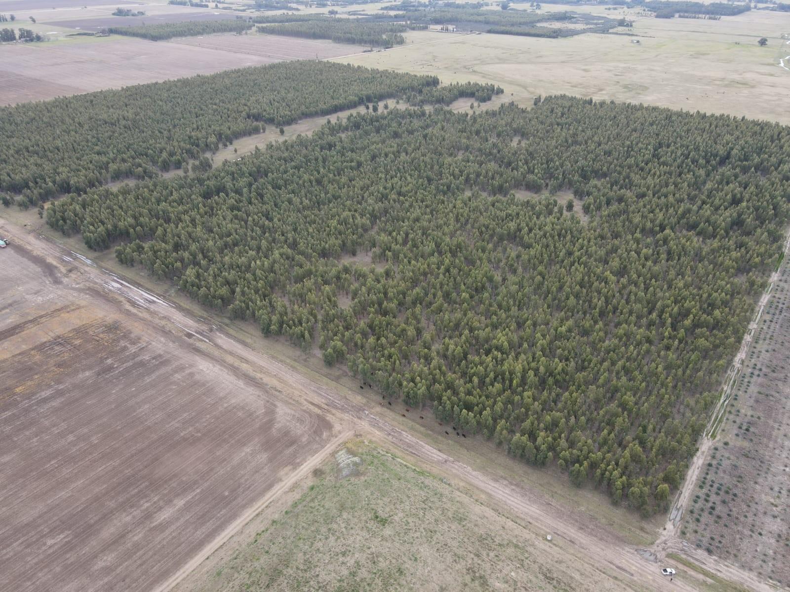 En Venta - Campo Forestal de 38.5 en Ramon Santamarina - 10