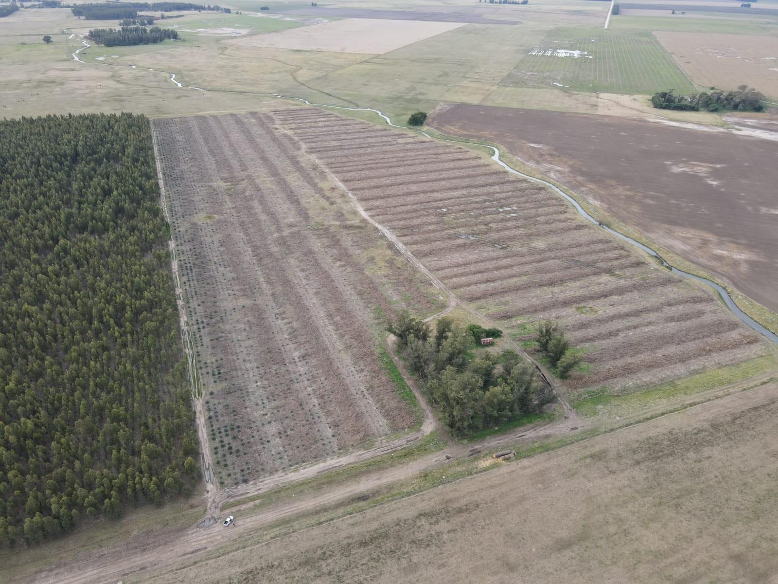 En Venta - Campo Forestal de 38.5 en Ramon Santamarina - 11