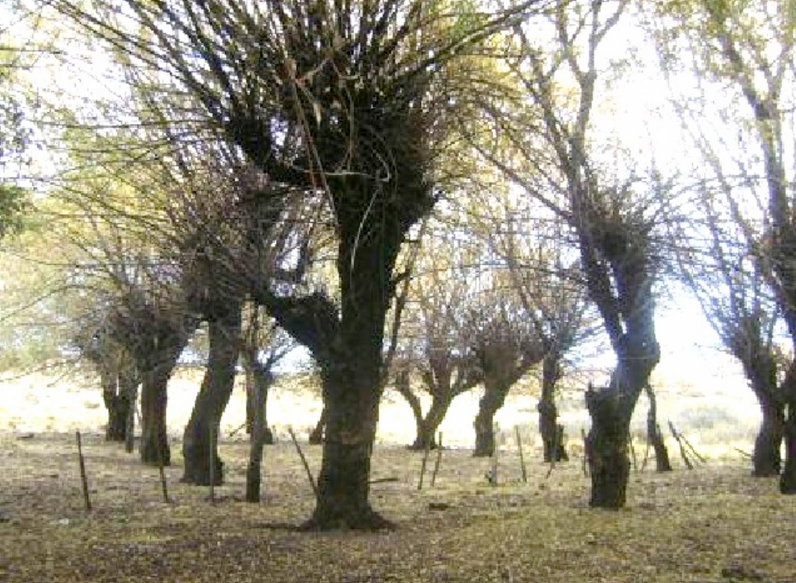 Lote Villa Llanquin 33 HaS - 4