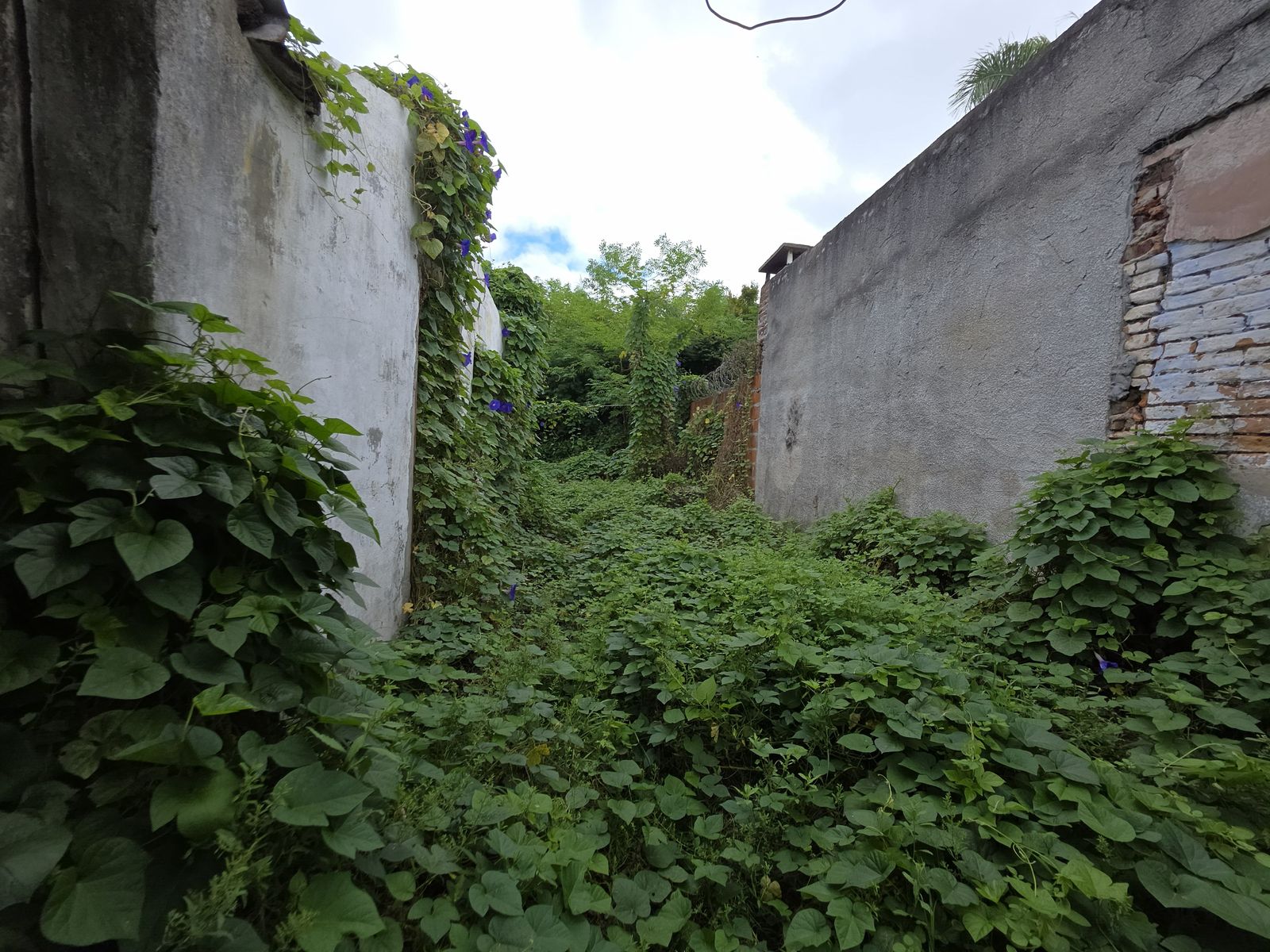 Vendo Casa a Reciclar Concepción del Uruguay, Entre Ríos — foto 10