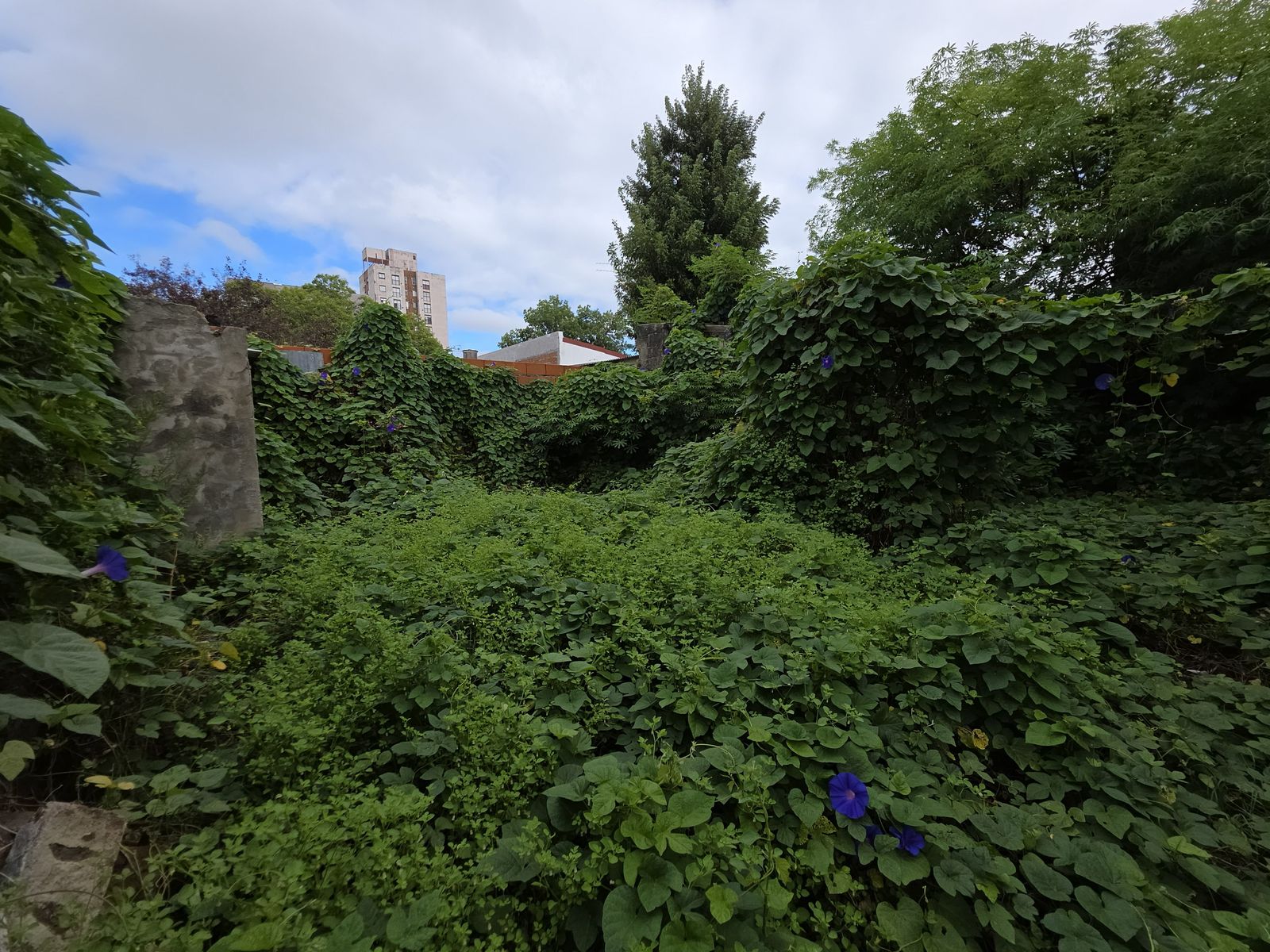 Vendo Casa a Reciclar Concepción del Uruguay, Entre Ríos — foto 12