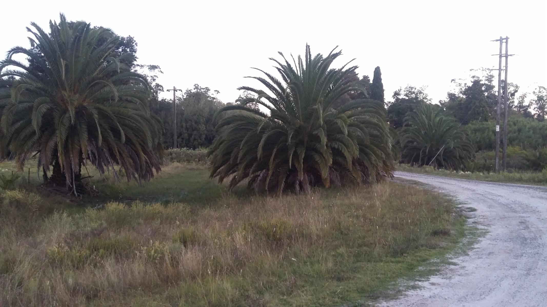 CAMPO 12,5 HECTÁREAS EN LAS TAHONAS - 1