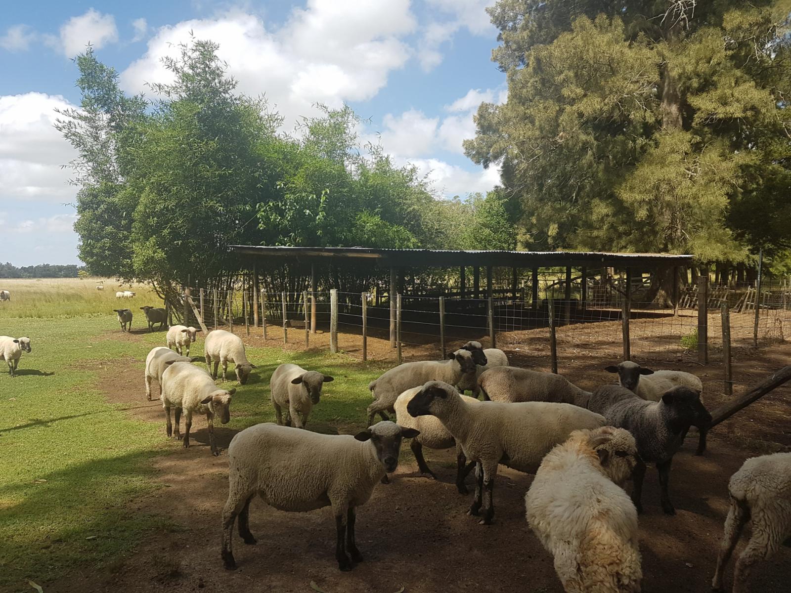 CAMPO en VENTA en Punta Indio 10 hectáreas muchas mejoras U$S 259.000 - 3