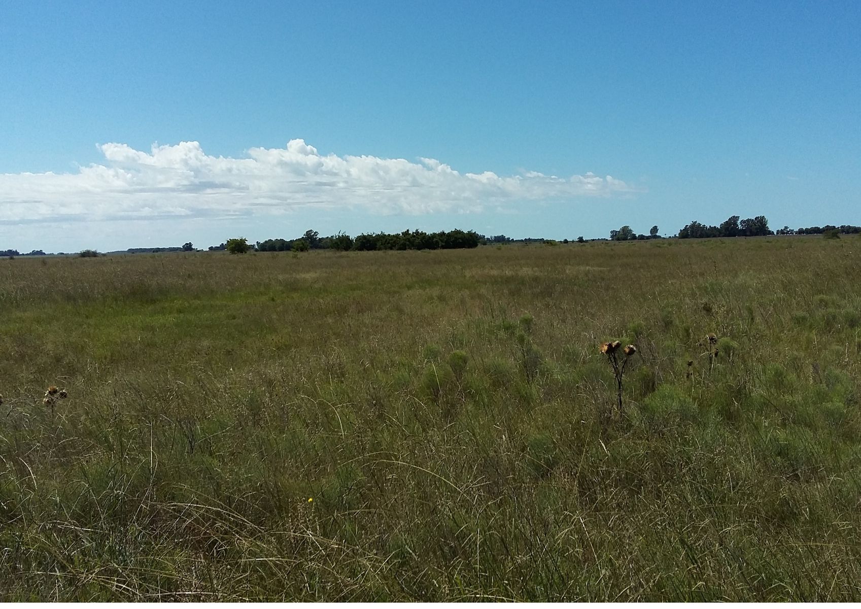 CAMPO en Venta 32 hectáreas en Punta Indio - 9