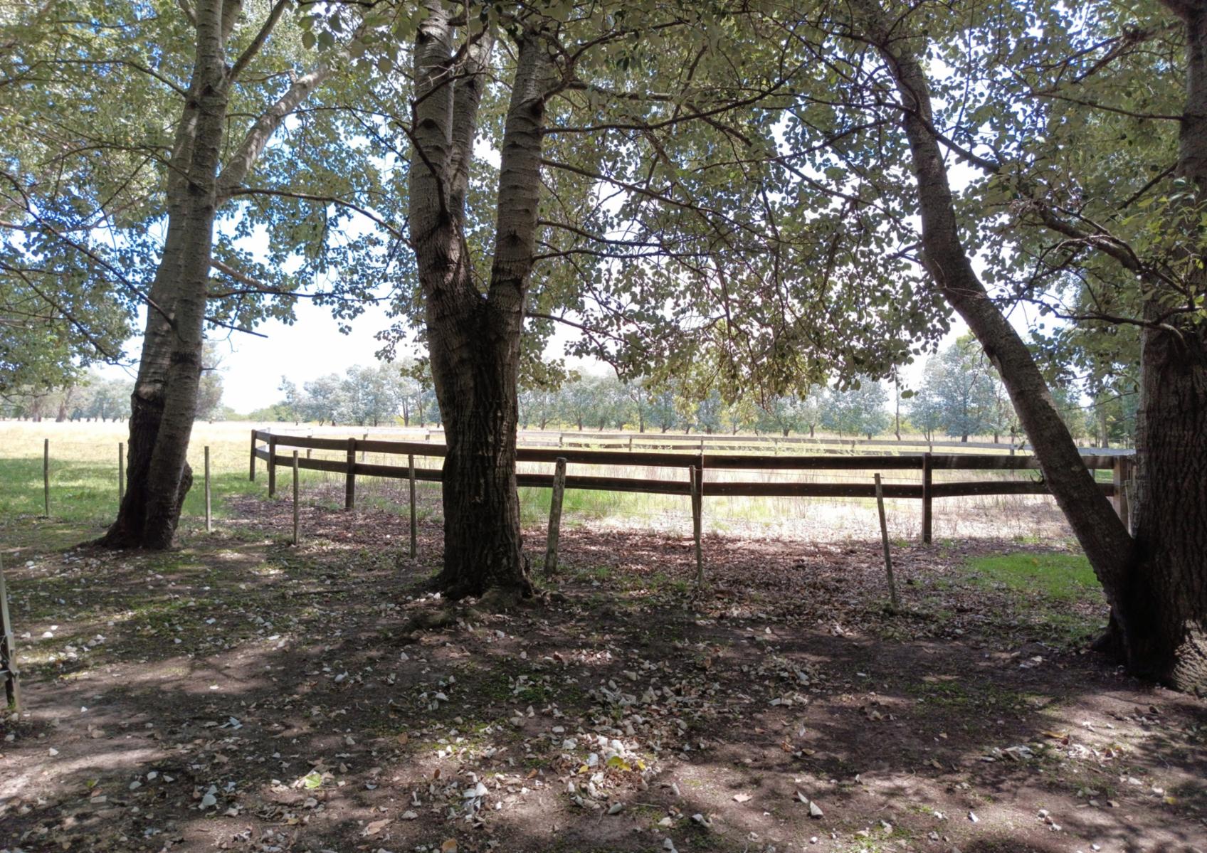 Campo En Venta En Magdalena-Pastoreo Natural Intensivo - 17