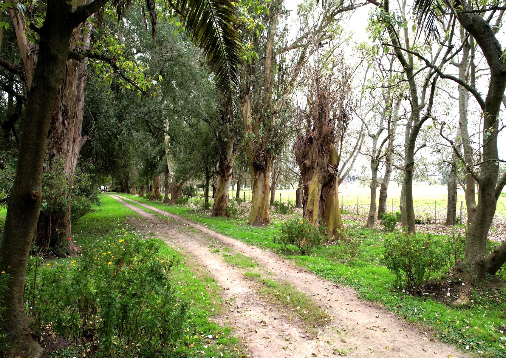 Campo En Venta En Magdalena-Pastoreo Natural Intensivo - 1