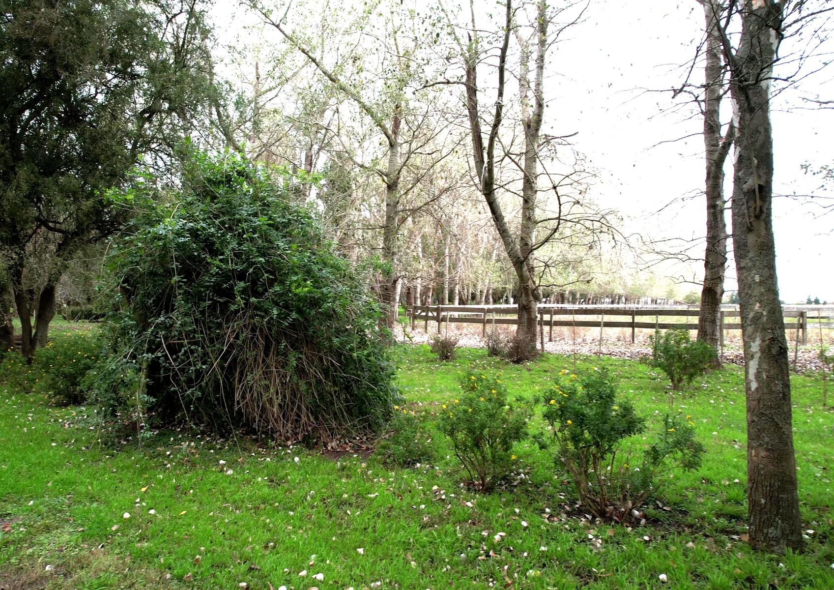 Campo En Venta En Magdalena-Pastoreo Natural Intensivo - 3