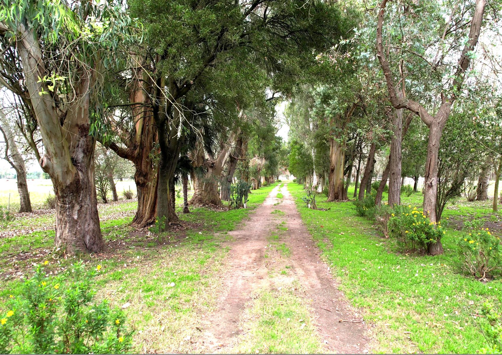 Campo En Venta En Magdalena-Pastoreo Natural Intensivo - 4