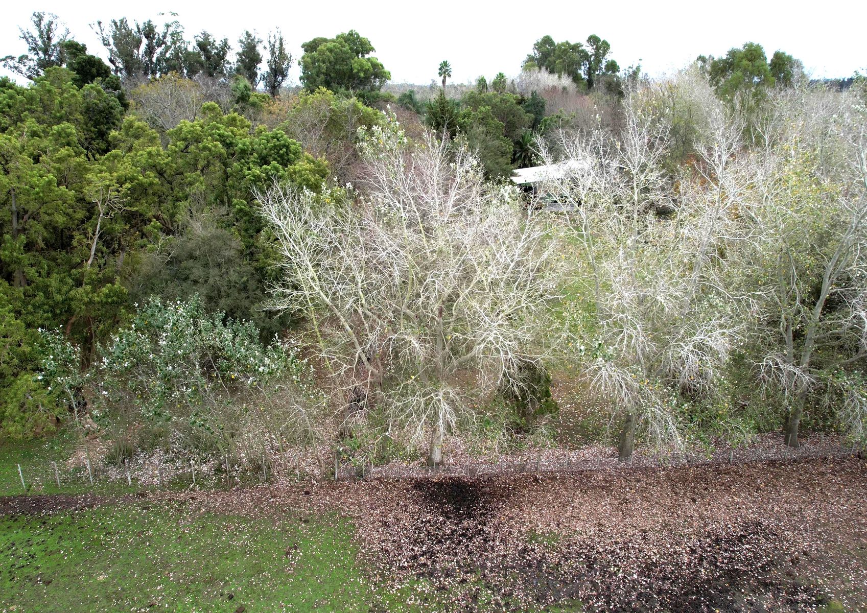 Campo En Venta En Magdalena-Pastoreo Natural Intensivo - 6