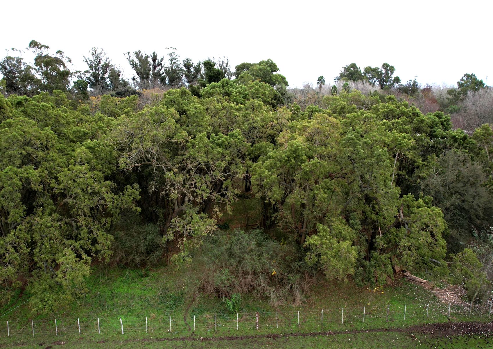 Campo En Venta En Magdalena-Pastoreo Natural Intensivo - 7