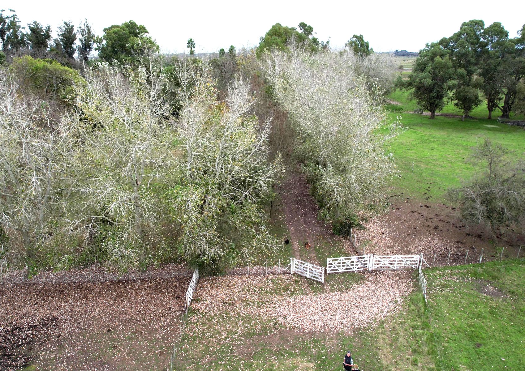 Campo En Venta En Magdalena-Pastoreo Natural Intensivo - 8