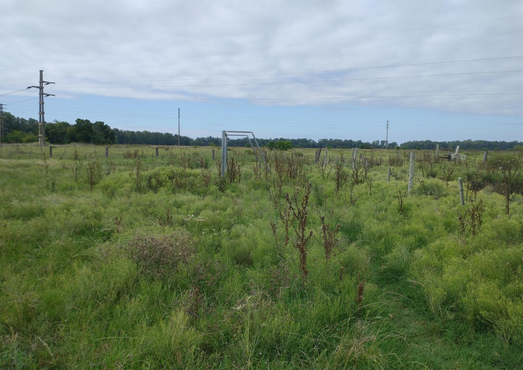 CAMPO en Venta en Punta Indio - sobre Ruta - 11