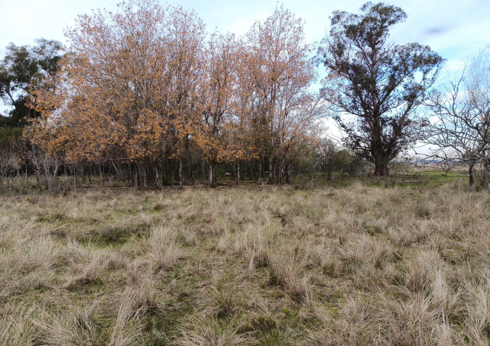CAMPO en Venta en Magdalena - 29 Hectáreas - 12