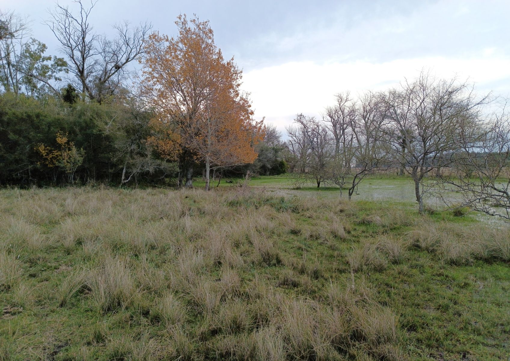 CAMPO en Venta en Magdalena - 29 Hectáreas - 14