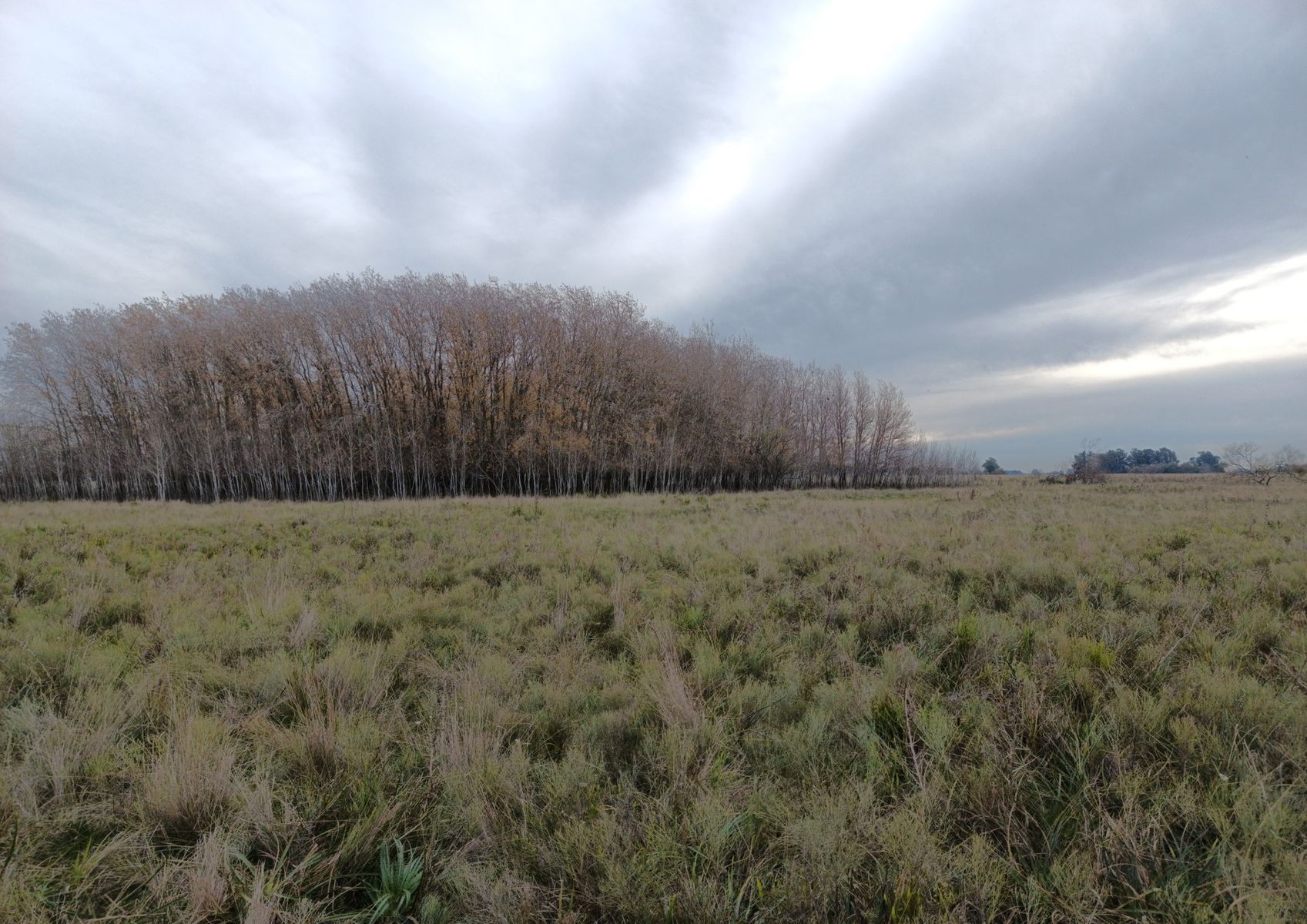 CAMPO en Venta en Magdalena - 29 Hectáreas - 15