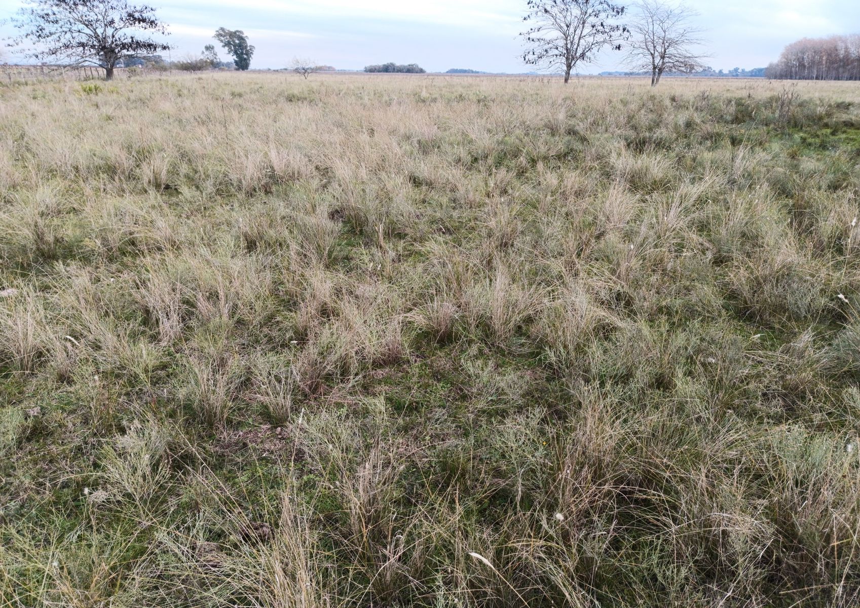 CAMPO en Venta en Magdalena - 29 Hectáreas - 16