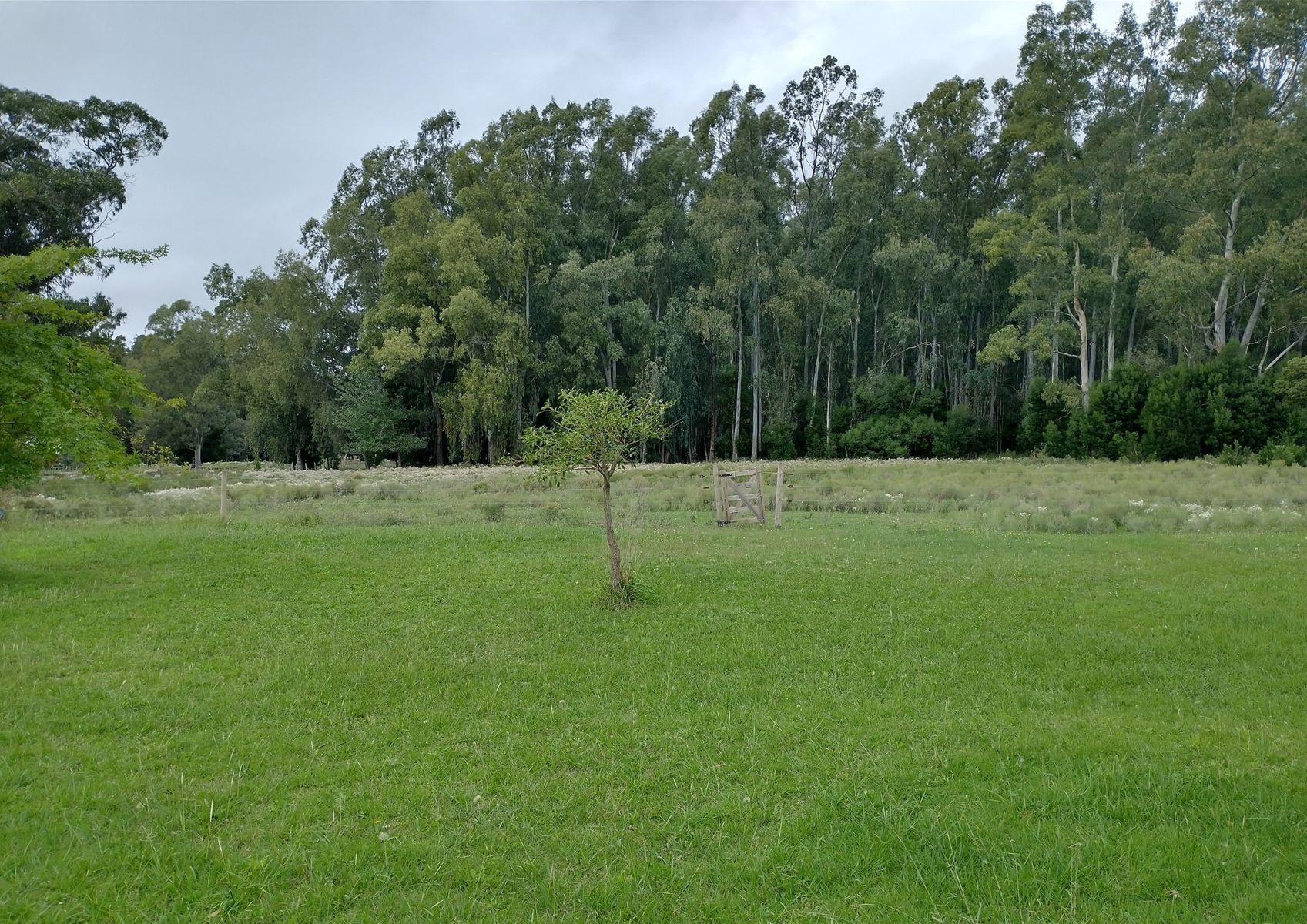 CAMPO en Venta 6,35 Hectáreas en Punta Indio - 13