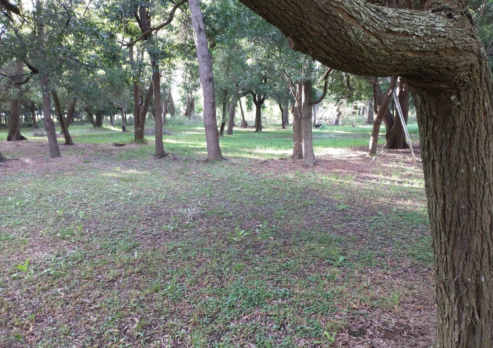 CAMPO en Venta 6,35 Hectáreas en Punta Indio - 20