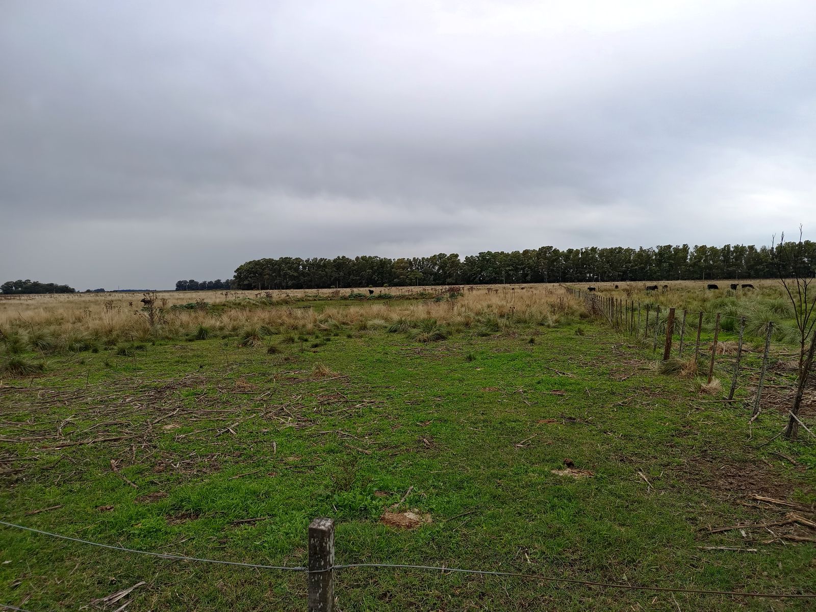 CAMPO en Venta 50 hectáreas en Punta Indio - 14