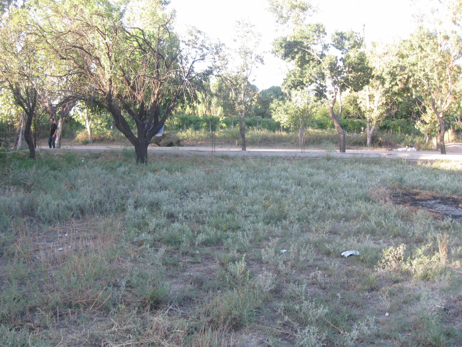 TERRENOS EN SAN MARTIN MENDOZA VENTA OPORTUNIDAD - 7