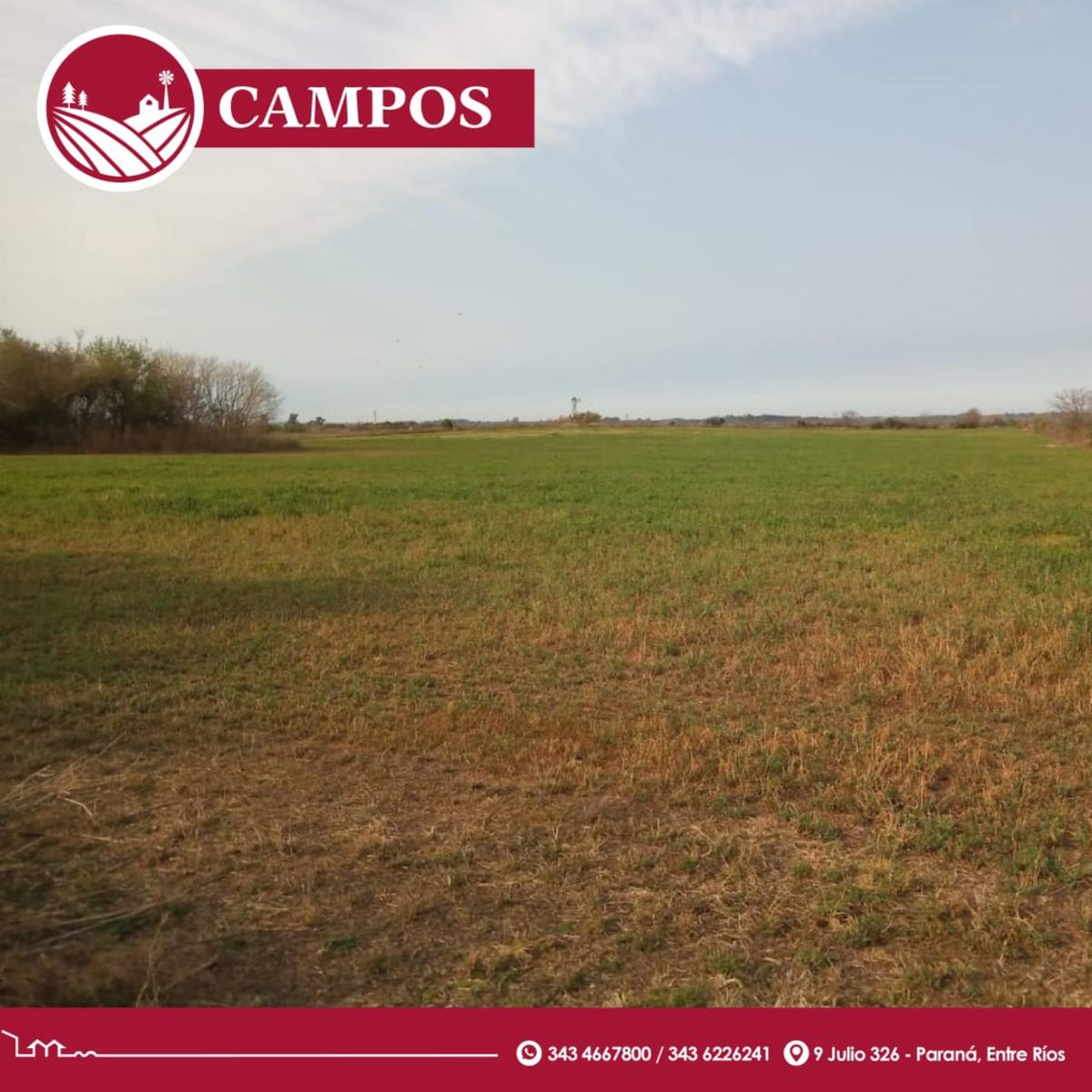 Vendo 3 hectáreas de campo y fracción - 3
