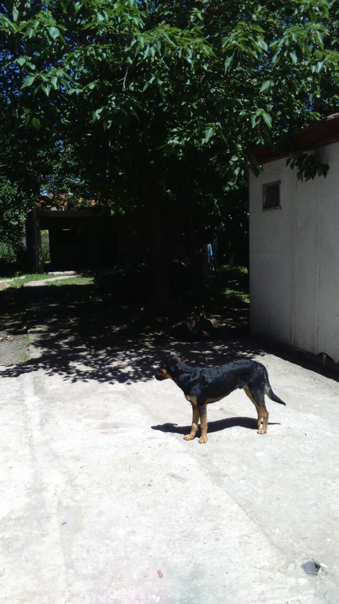 Excelente terreno 12 x 45 con pileta de natación y casa de tres ambientes con estructura de losa a terminar con entrada pasante. — foto 2