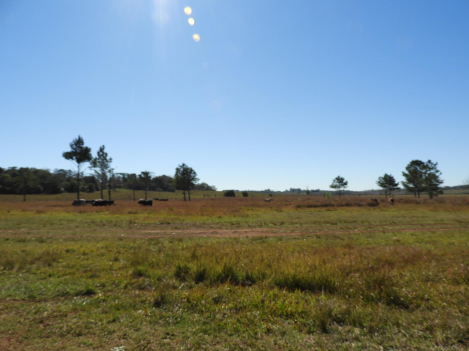 EXCELENTE CAMPO DE 100 HECTÁREAS, SOBRE RUTA 94 EN AZARA MISIONES - 3
