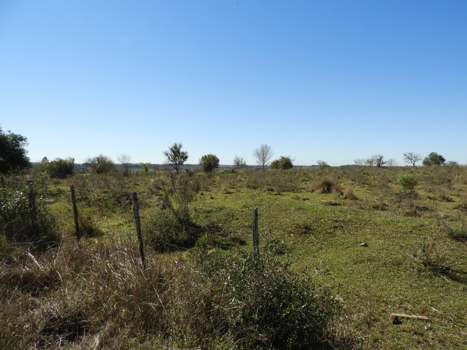 EXCELENTE CAMPO DE 100 HECTÁREAS, SOBRE RUTA 94 EN AZARA MISIONES - 8