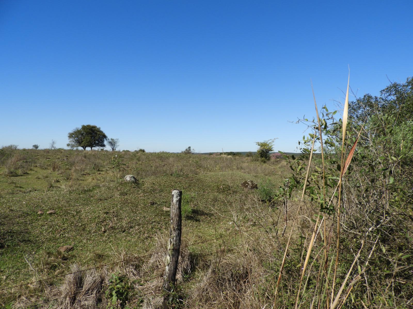 EXCELENTE CAMPO DE 100 HECTÁREAS, SOBRE RUTA 94 EN AZARA MISIONES - 9