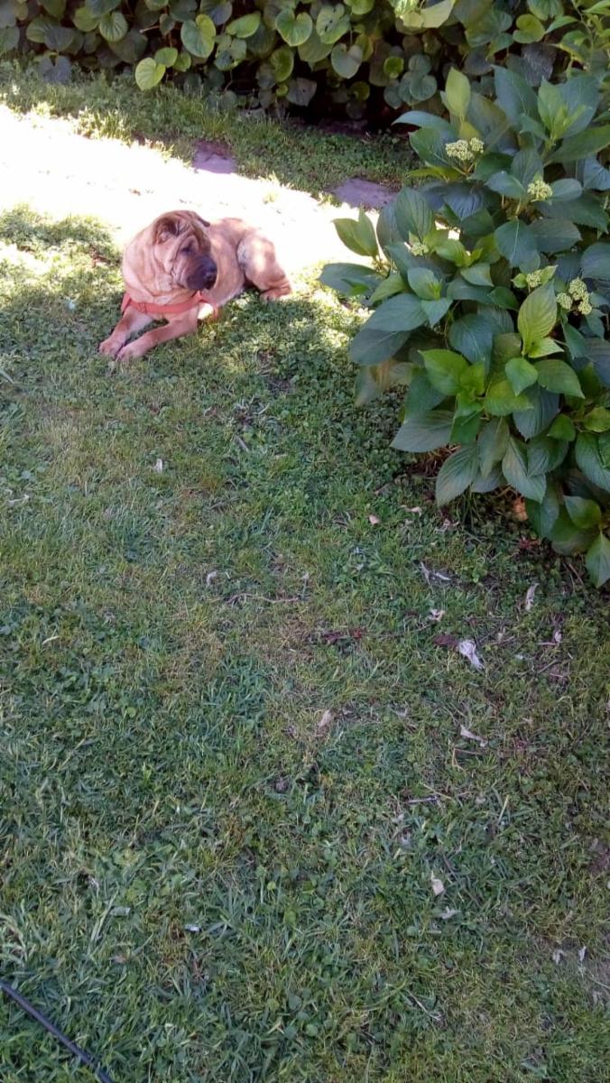 EXCELENTE PROPIEDAD DE TRES AMBIENTES CON AMPLIO PATIO Y JARDIN MAS UN DEPARTAMENTO DE DOS AMBIENTES, TERRENO DE 10 POR 41 PARQUIZADO — foto 5