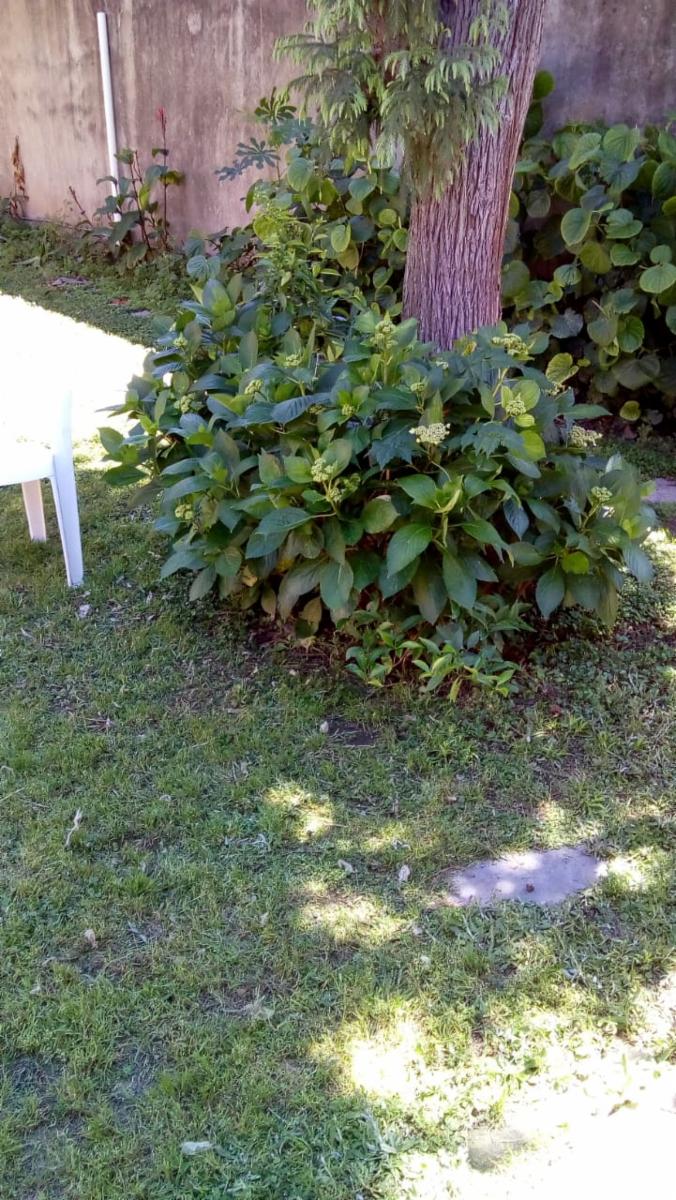 EXCELENTE PROPIEDAD DE TRES AMBIENTES CON AMPLIO PATIO Y JARDIN MAS UN DEPARTAMENTO DE DOS AMBIENTES, TERRENO DE 10 POR 41 PARQUIZADO — foto 6