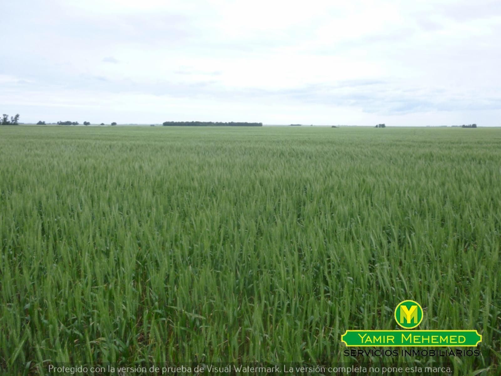CAMPO EN ZONA EL ZORRO DE CORONEL DORREGO - 1