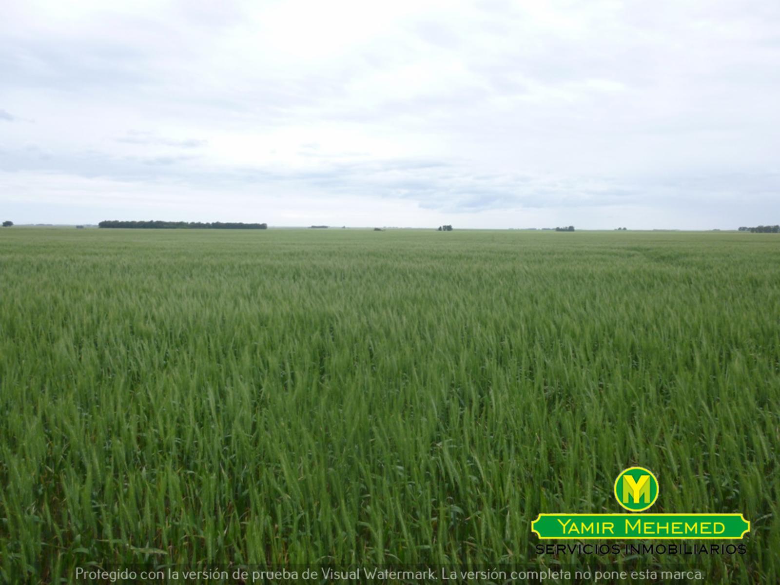 CAMPO EN ZONA EL ZORRO DE CORONEL DORREGO - 2