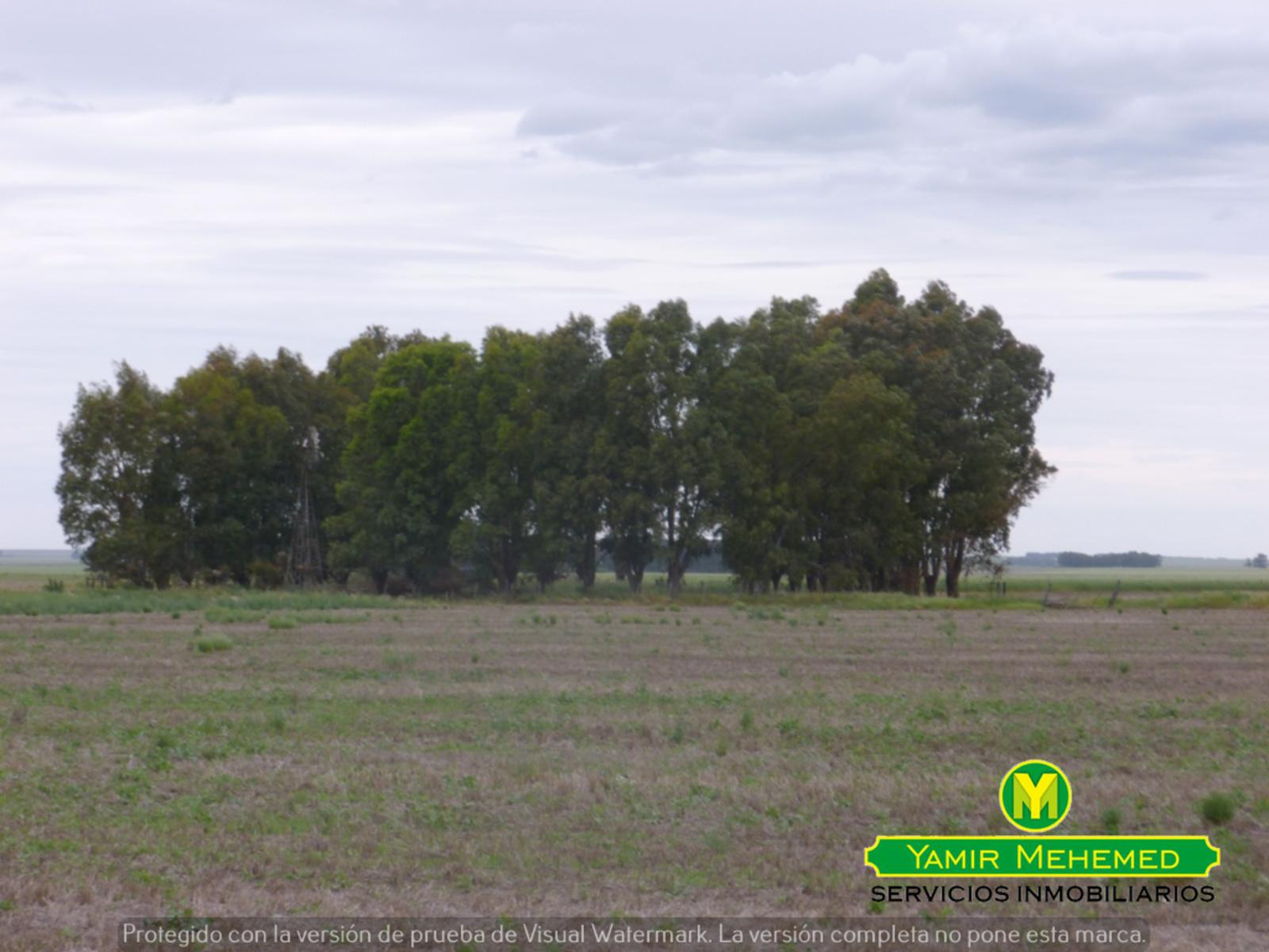 CAMPO EN ZONA EL ZORRO DE CORONEL DORREGO - 4