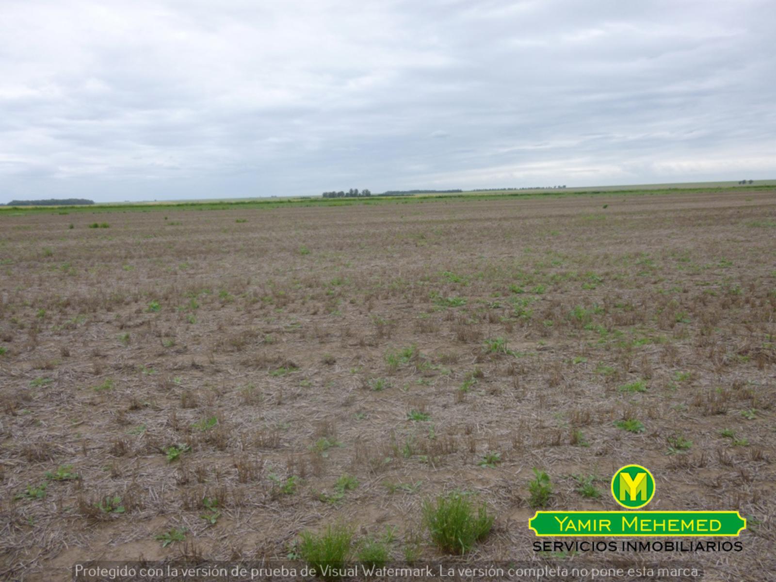 CAMPO EN ZONA EL ZORRO DE CORONEL DORREGO - 6