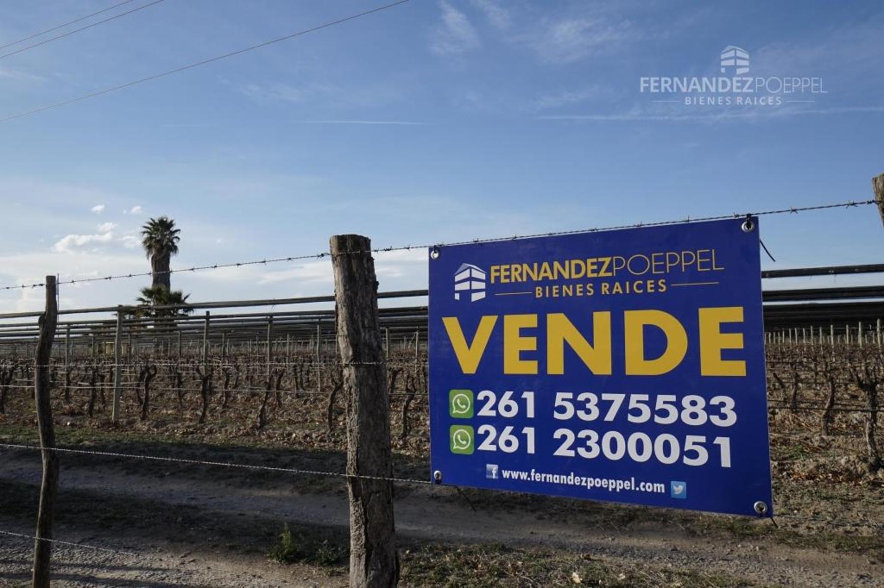 FERNANDEZ POEPPEL Vende Finca Produccion Uvas Finas Tupungato Mendoza - 1