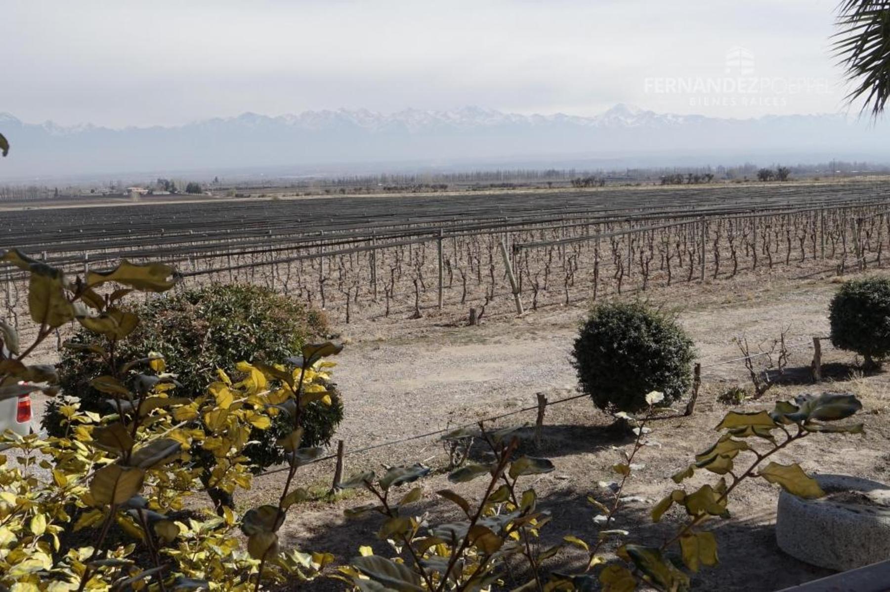 FERNANDEZ POEPPEL Vende Finca Produccion Uvas Finas Tupungato Mendoza - 18