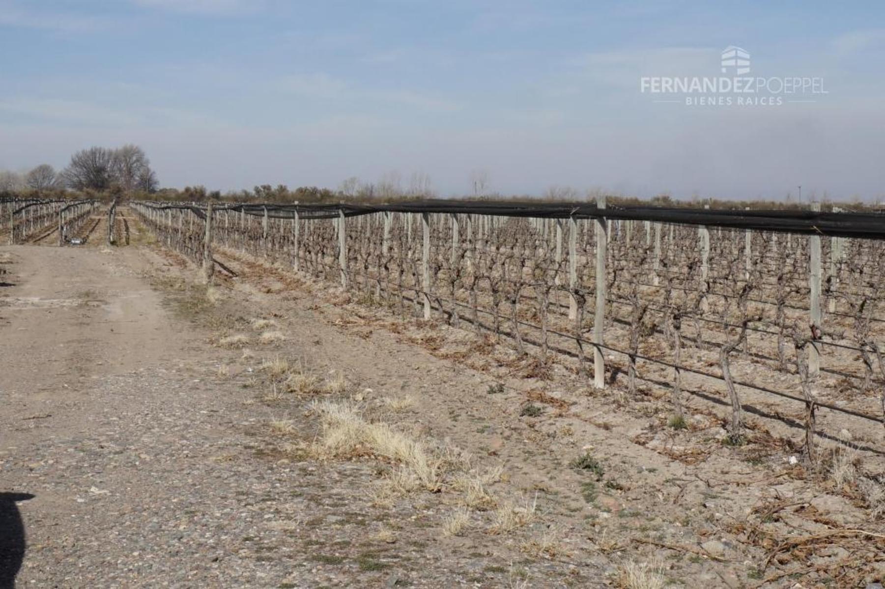 FERNANDEZ POEPPEL Vende Finca Produccion Uvas Finas Tupungato Mendoza - 25