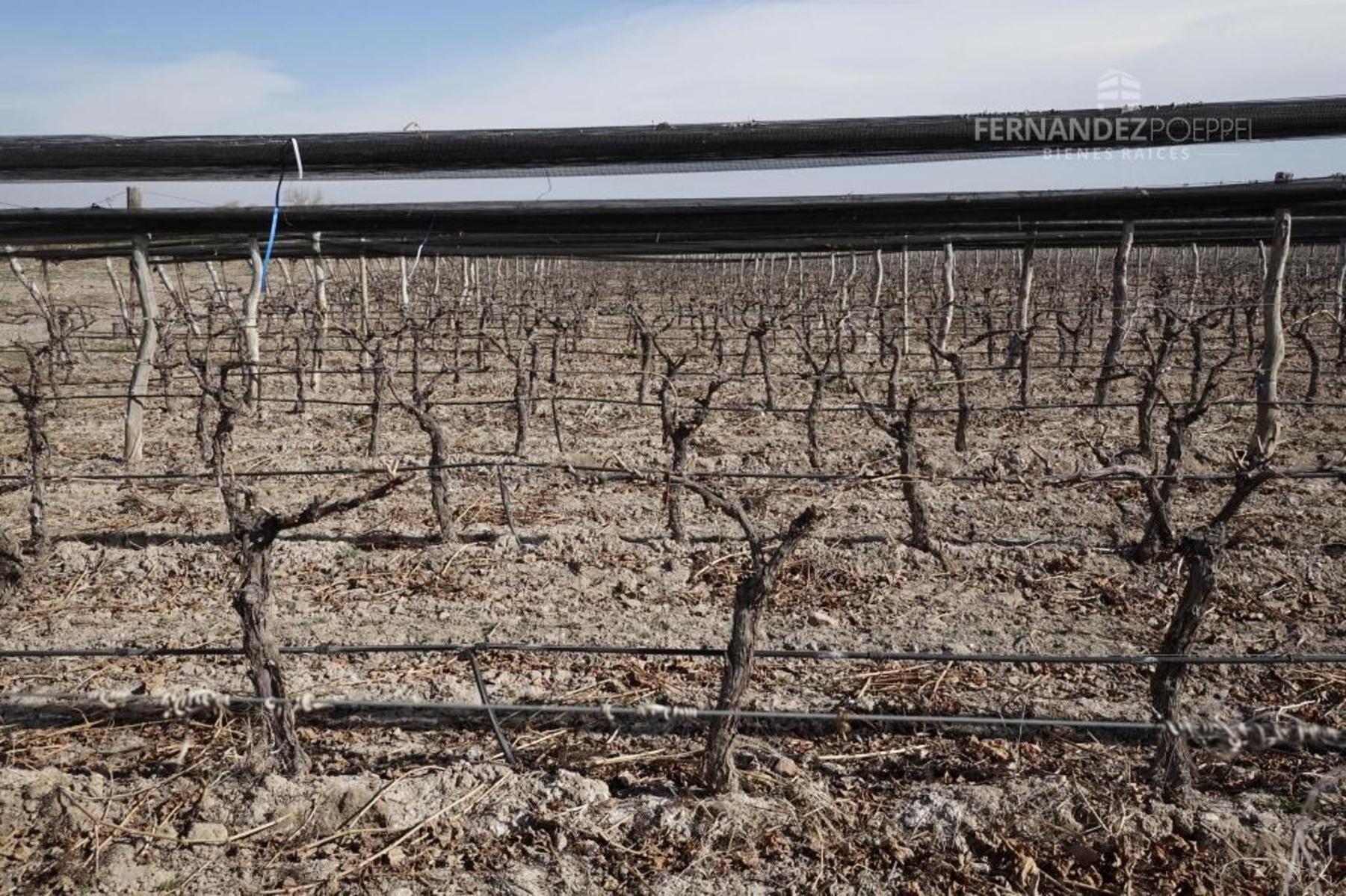 FERNANDEZ POEPPEL Vende Finca Produccion Uvas Finas Tupungato Mendoza - 27
