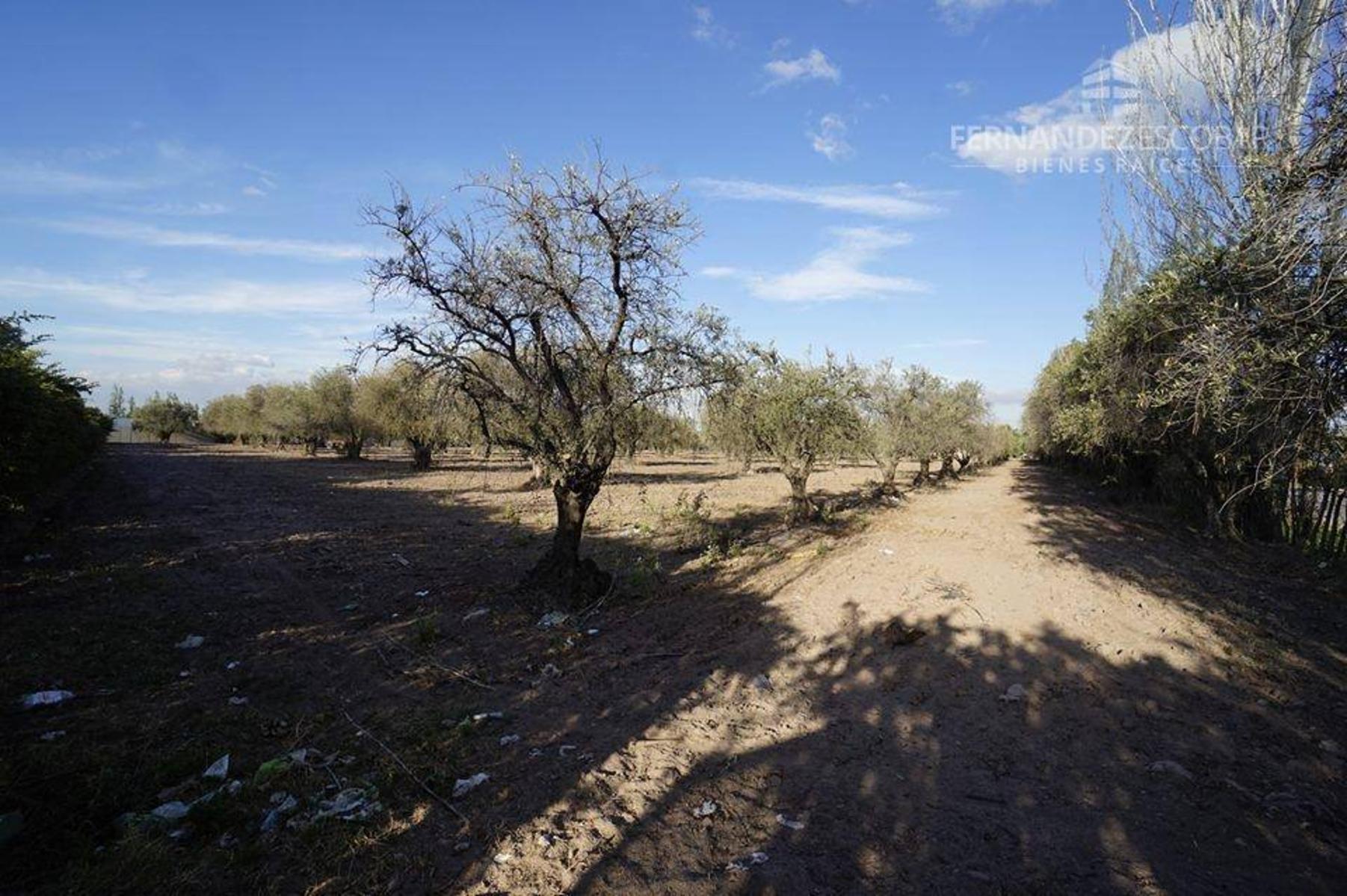 FERNANDEZ POEPPEL Vende Terreno 7,5 Ha Coquimbito Maipu — foto 7