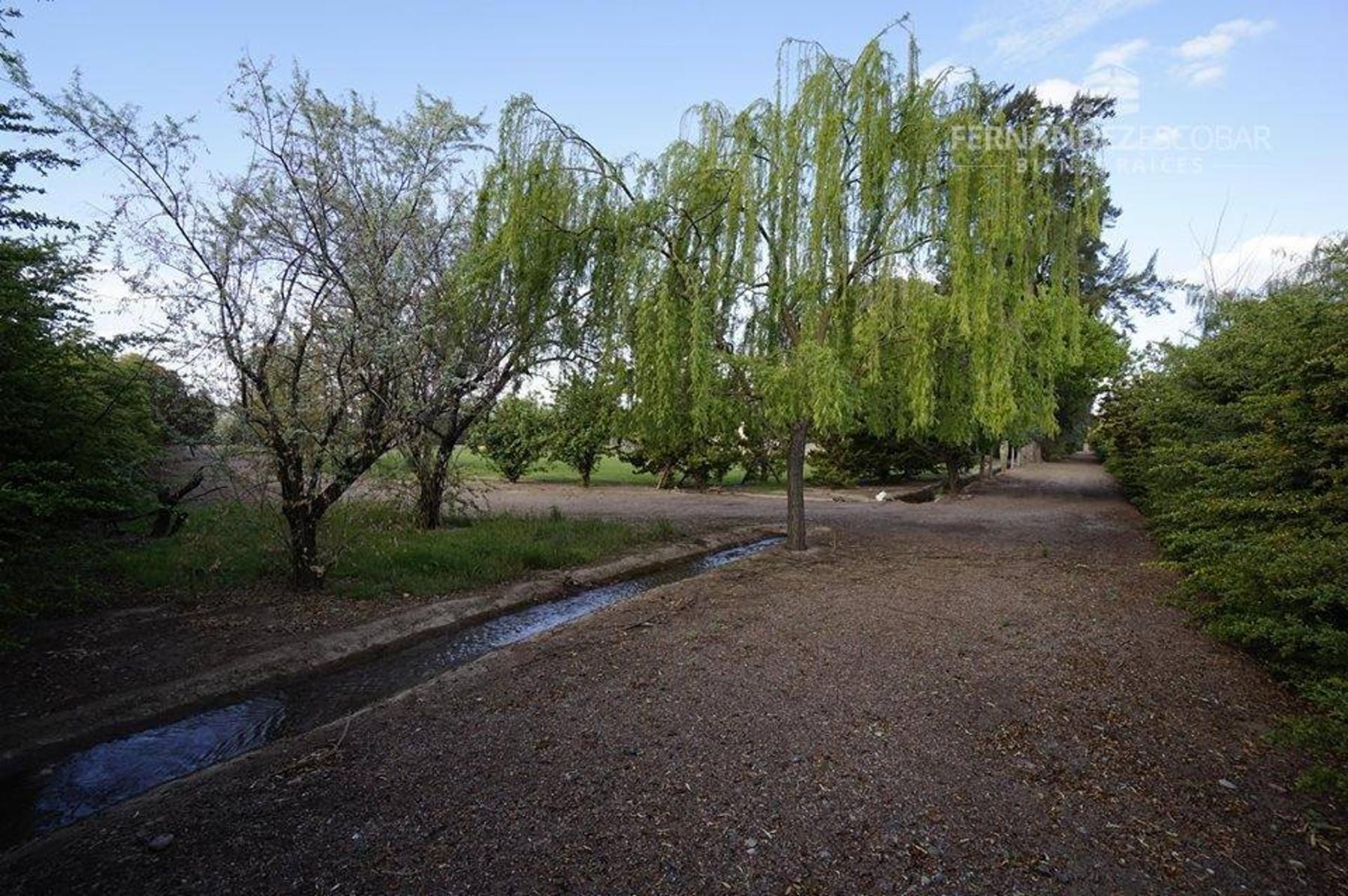 FERNANDEZ POEPPEL Vende Quinta 1,8 Ha. Coquimbito Maipu - 13