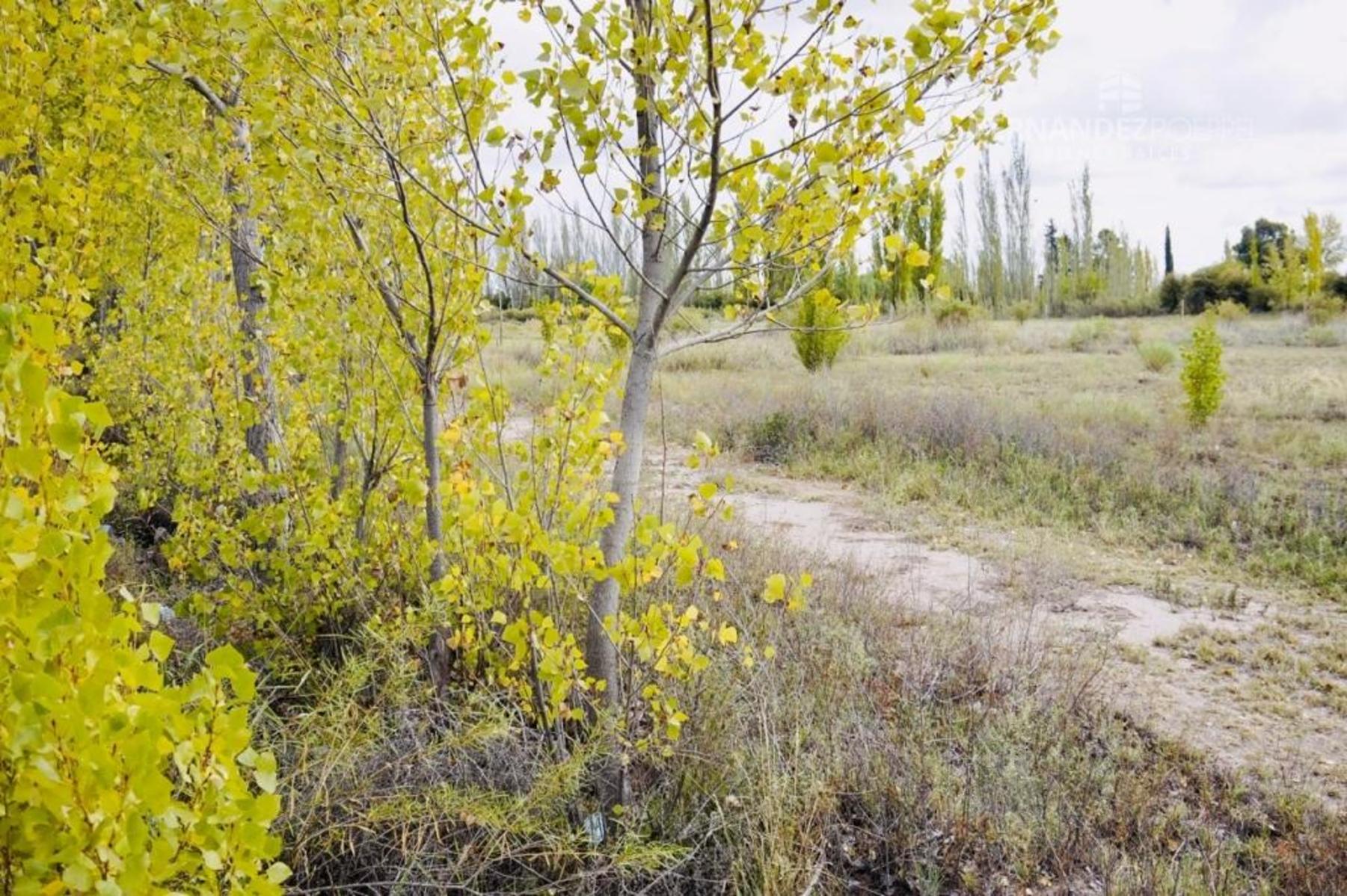 SE VENDE Finca Campo 8,4 Ha Las Catitas Santa Rosa sobre Acceso Este - 3