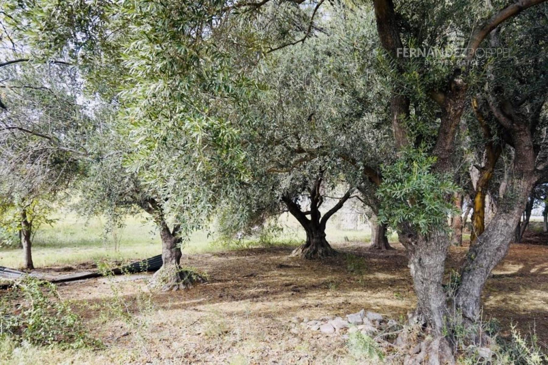 SE VENDE Finca Campo 8,4 Ha Las Catitas Santa Rosa sobre Acceso Este - 7