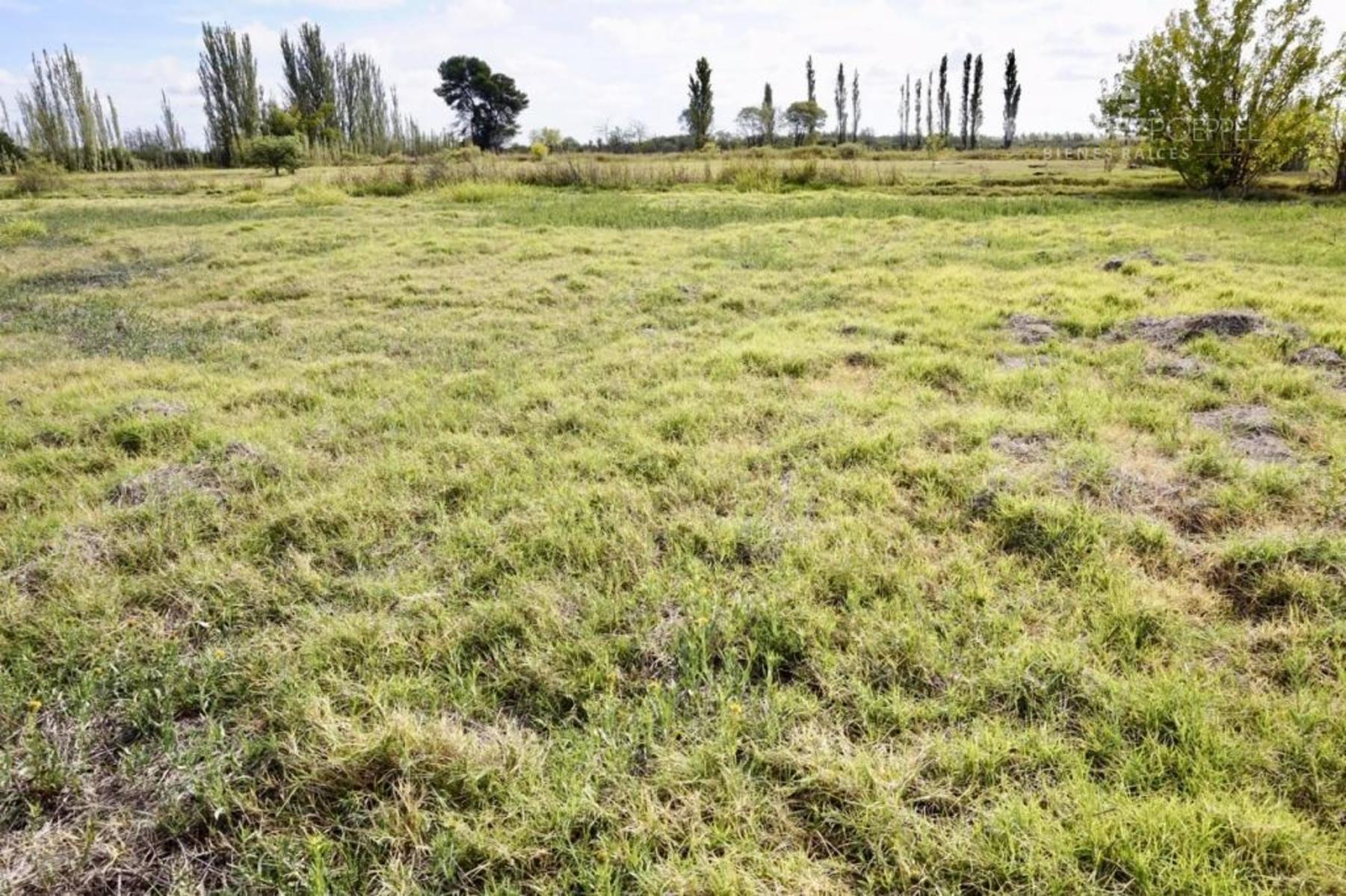SE VENDE Finca Campo 8,4 Ha Las Catitas Santa Rosa sobre Acceso Este - 9