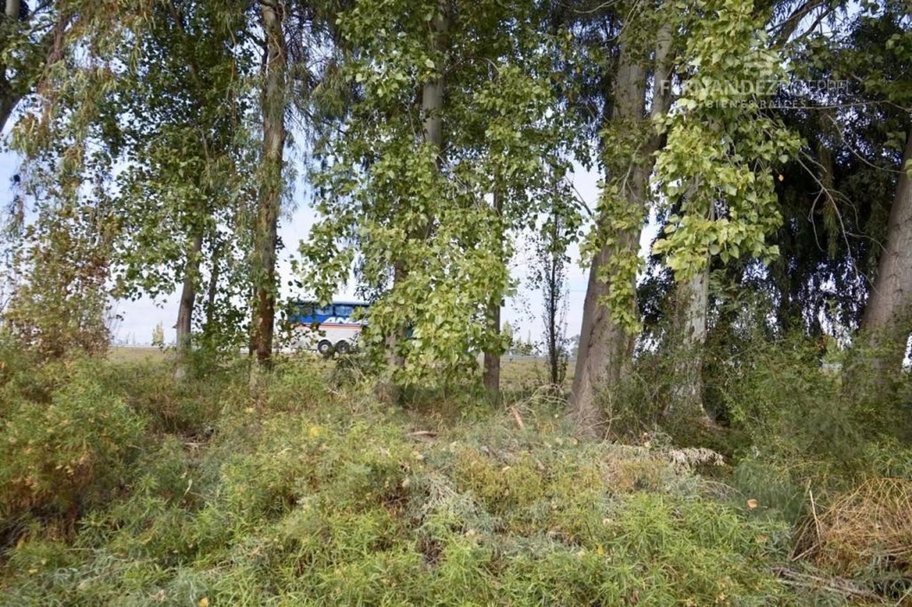 SE VENDE Finca Campo 8,4 Ha Las Catitas Santa Rosa sobre Acceso Este - 11