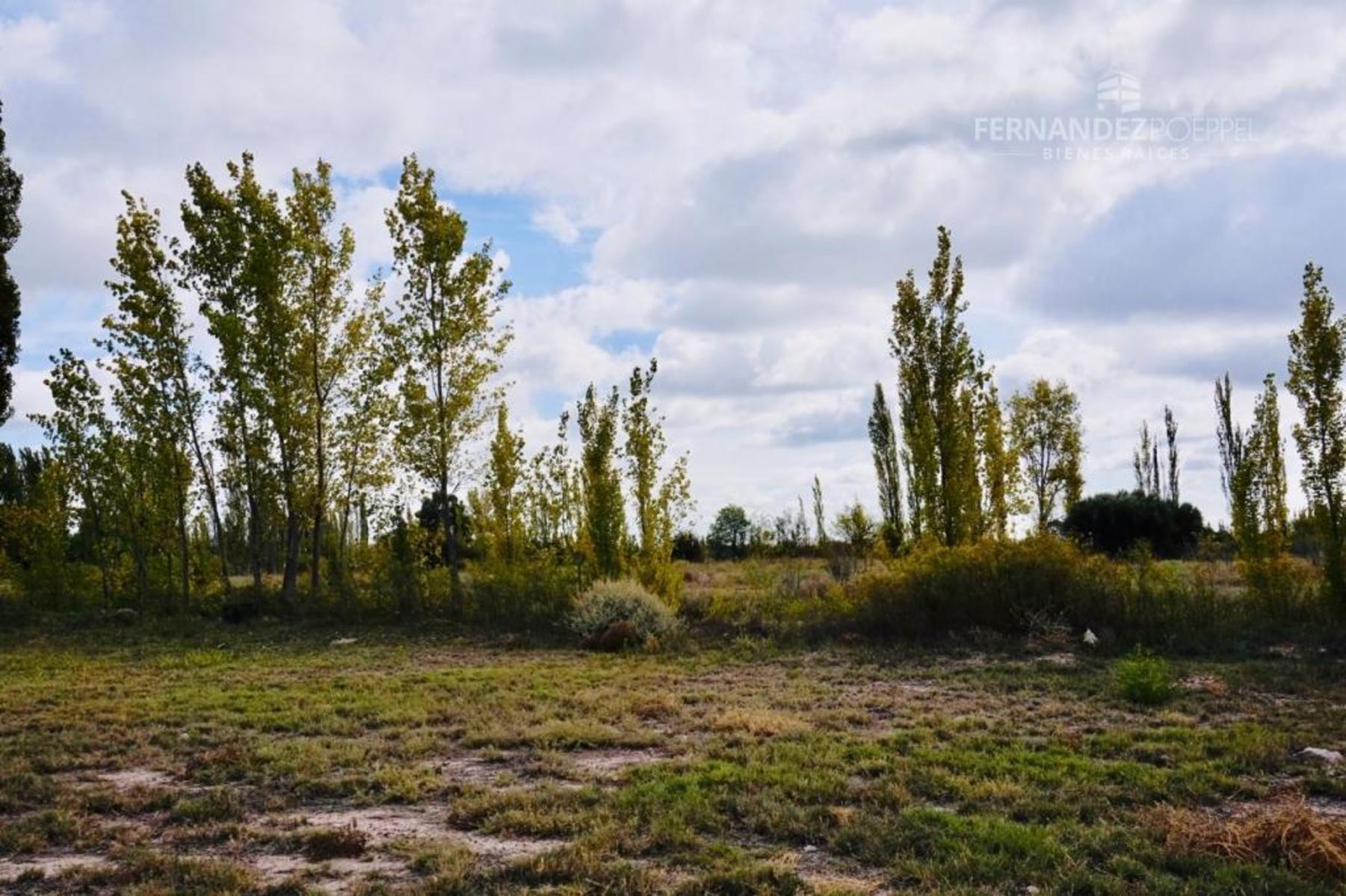 SE VENDE Finca Campo 8,4 Ha Las Catitas Santa Rosa sobre Acceso Este - 19