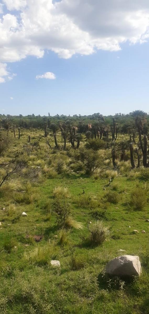 Espectacular Campo 24 Has. Papagayos San Luis - 8