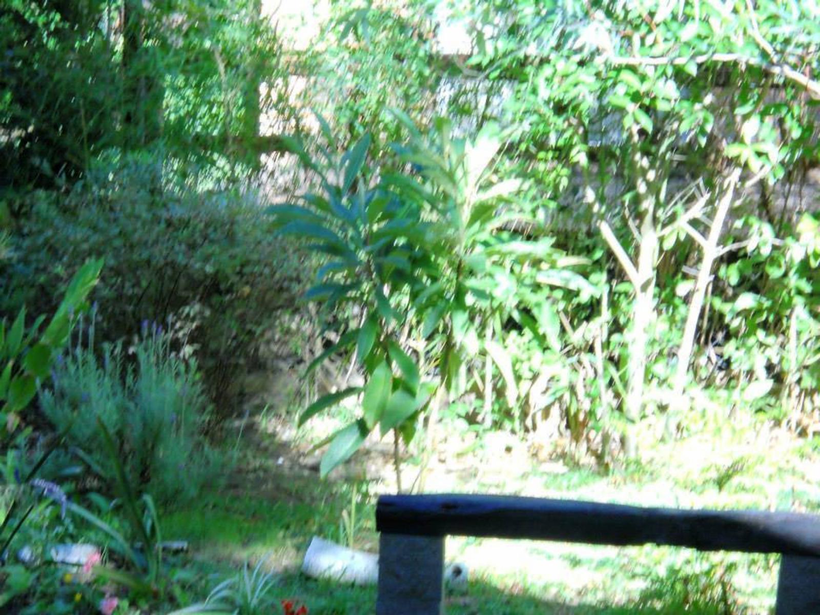 Pinamar, casa sobre lote de 450 m2 Living comedor, 3 Dormitorios, Cocina, 2 Baños, Jacuzzi, Parque y Parrilla. — foto 15