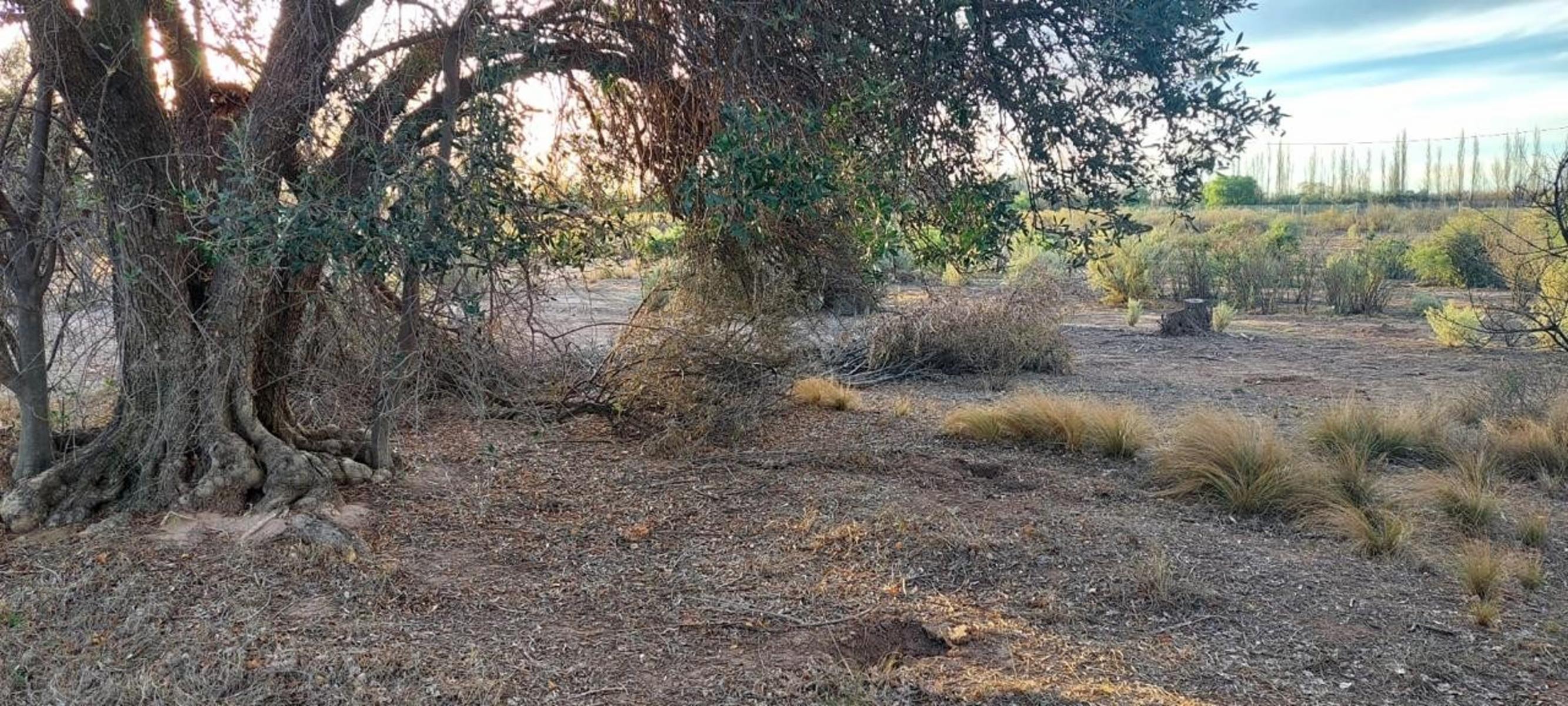Lote de 5500m2. En Rama Caída, Mendoza — foto 2
