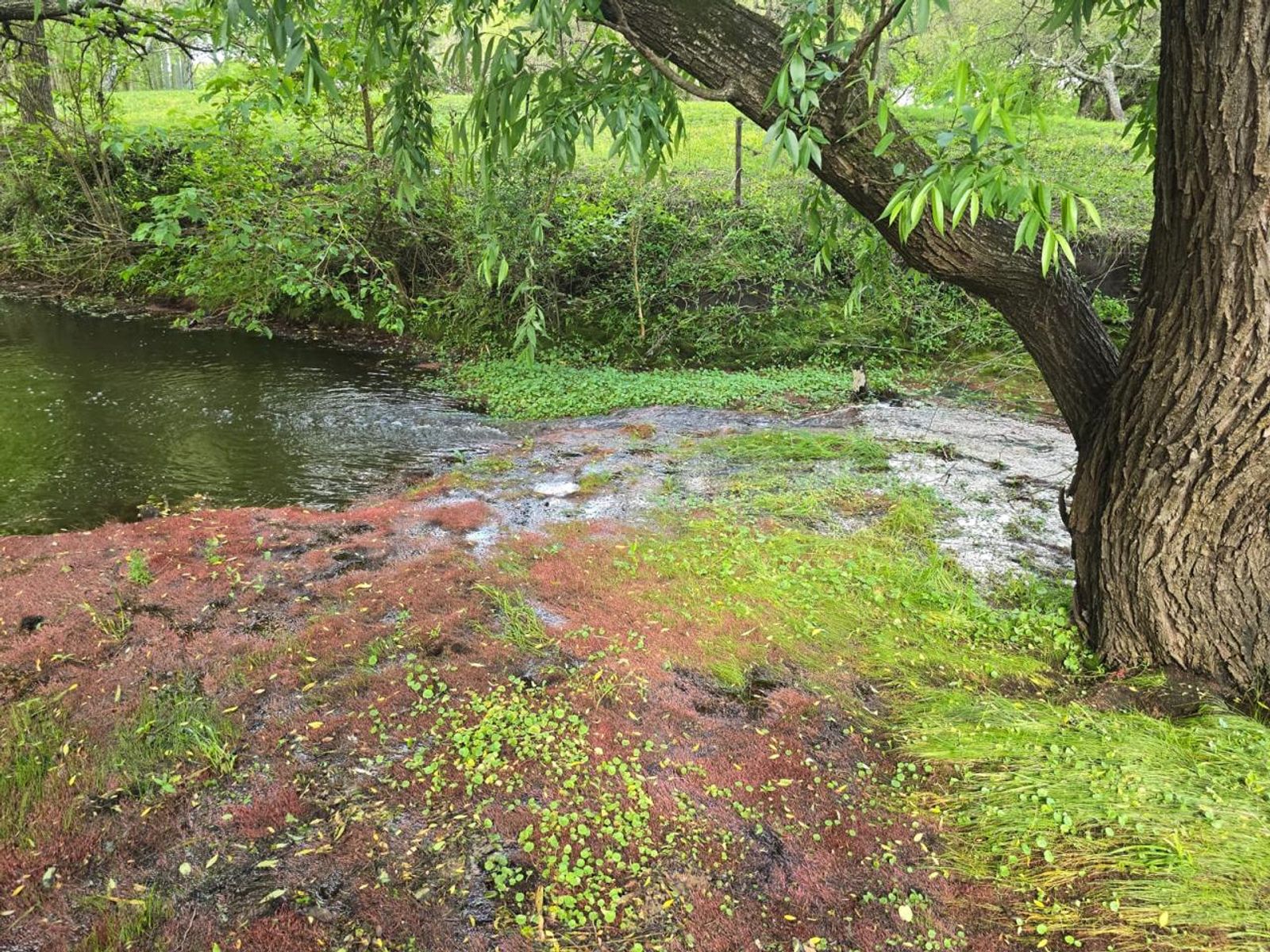 Campo de tres hectáreas en Colón, Entre Ríos - 2